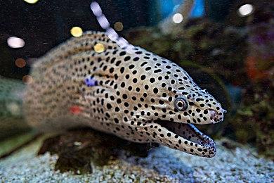 《法外枭雄：滚石城》Epic正式发售  90年代帮派FPS等你体验