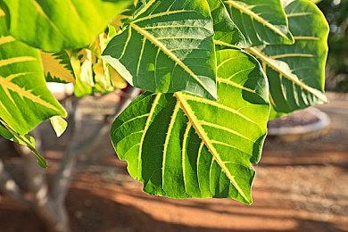 虚假手机游戏成真 《Raid Run》Steam页面上线